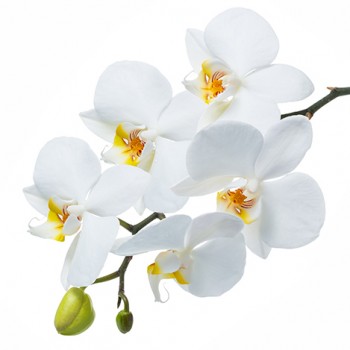 Стол обеденный Танго белый/Орхидея в Заозёрном - zaozyornyj.mebel54.com | фото